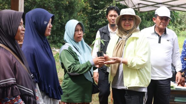 45.000 Bibit Cabai Dibagikan, Pemprov Kepri Ajak Warga Tanam di Pekarangan