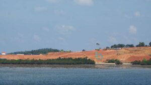 Mangrove Batam Terancam, Siapa yang Peduli Kalau Pesisir Hilang?