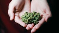 Modus Baru Kirim Ganja Lewat Jasa Ekspedisi, Dua Orang Ditangkap