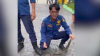 biawak-tanjungpinang Bikin Geger Pegawai, Biawak Masuk Kantor Disbudpar Tanjungpinang
