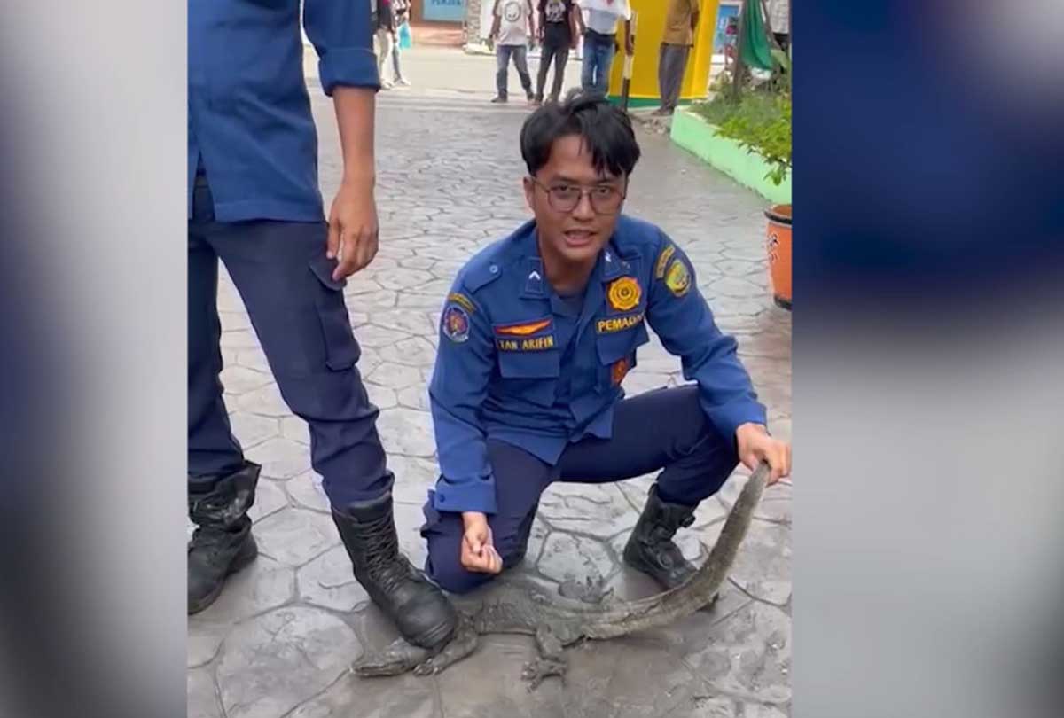 Bikin Geger Pegawai, Biawak Masuk Kantor Disbudpar Tanjungpinang