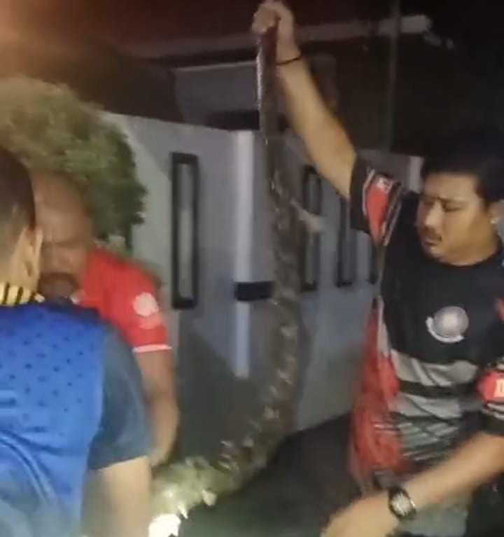 Damkar Tanjungpinang Evakuasi Ular Sanca Masuk Permukiman Padat