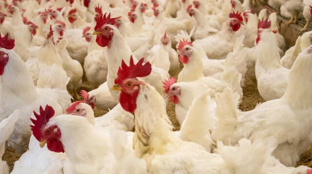 Karantina Kepri Terapkan SSMEkspor, Ekspor Ayam Broiler via Bandara RHF Kian Mudah