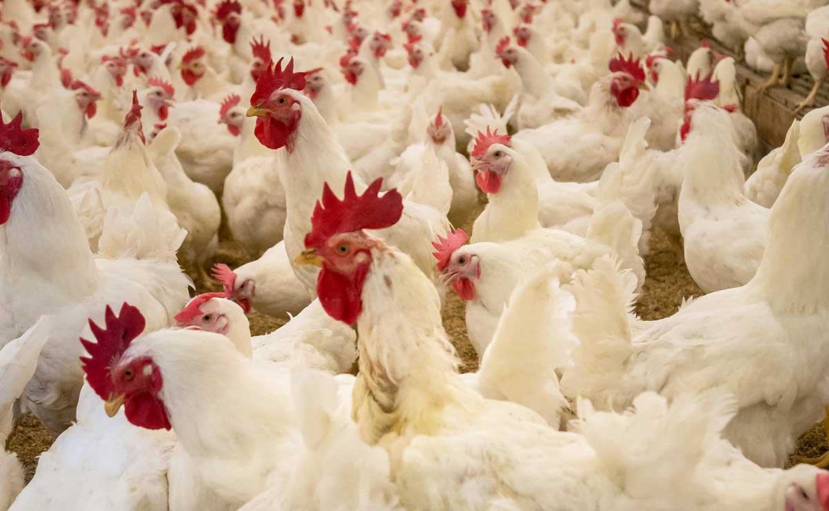 Karantina Kepri Terapkan SSMEkspor, Ekspor Ayam Broiler via Bandara RHF Kian Mudah