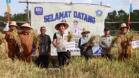 padi-gogo Panen Perdana Padi Gogo, Petani Bintan Manfaatkan Lahan Kering