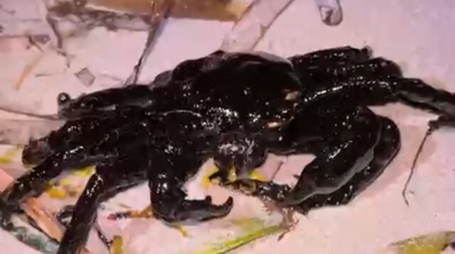 Pencemaran Pantai Bintan Terekam Video, Kepiting Terlihat Terlumur Limbah Minyak Hitam