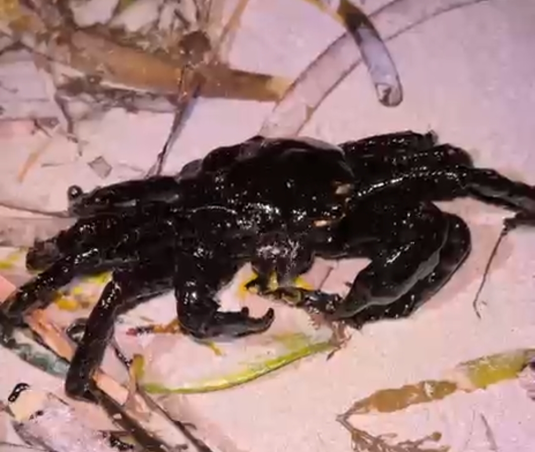 Pencemaran Pantai Bintan Terekam Video, Kepiting Terlihat Terlumur Limbah Minyak Hitam