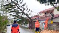 pohon-tumbang-tanjungpinang Pohon Cemara Tumbang di Kijang Kencana, Tim BPBD Tanjungpinang dan PLN Turun Tangan
