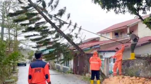 Pohon Cemara Tumbang di Kijang Kencana, Tim BPBD Tanjungpinang dan PLN Turun Tangan