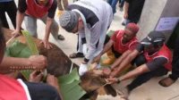 iduladha-tanjungpinang Sapi Kurban Presiden Seberat 1 Ton Disembelih di Tanjungpinang, Dibagikan ke Ratusan Warga