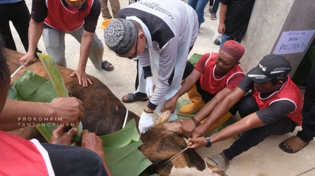 Sapi Kurban Presiden Seberat 1 Ton Disembelih di Tanjungpinang, Dibagikan ke Ratusan Warga