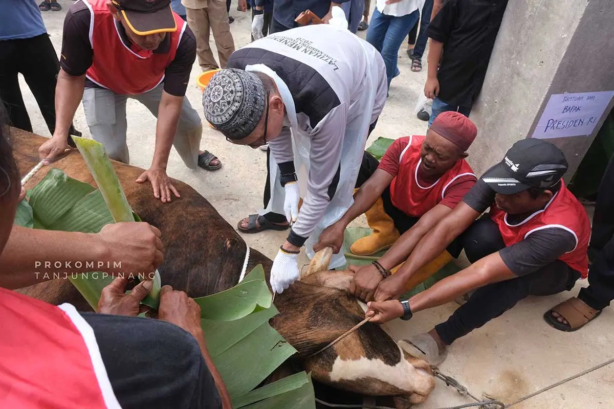 Sapi Kurban Presiden Seberat 1 Ton Disembelih di Tanjungpinang, Dibagikan ke Ratusan Warga