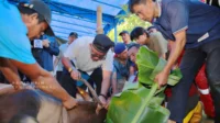 Jelang Iduladha 2026, Tanjungpinang Siapkan 200 Juru Sembelih Halal