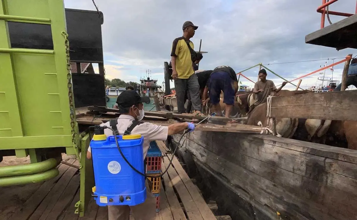 Jelang Iduladha, Karantina Kepri Awasi Ketat Ribuan Hewan Kurban Masuk