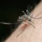 Kasus Malaria Meningkat, Tanjungpinang Catat 129 Kasus dalam Tiga Bulan