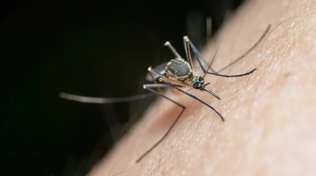 Kasus Malaria Meningkat, Tanjungpinang Catat 129 Kasus dalam Tiga Bulan