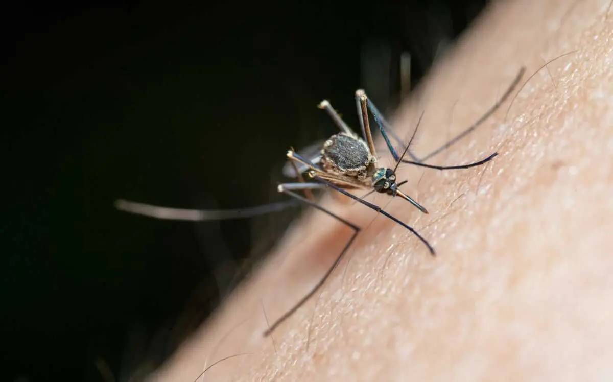 Kasus Malaria Meningkat, Tanjungpinang Catat 129 Kasus dalam Tiga Bulan