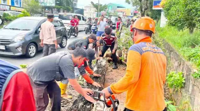 Pohon Tumbang Tutup Jalan Tanjungpinang–Uban KM 10, Dua Pengendara Alami Luka Ringan