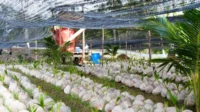 kelapa-natuna 39.600 Bibit Kelapa Unggul Dikembangkan di Natuna