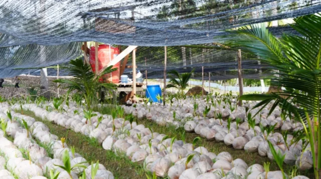 39.600 Bibit Kelapa Unggul Dikembangkan di Natuna