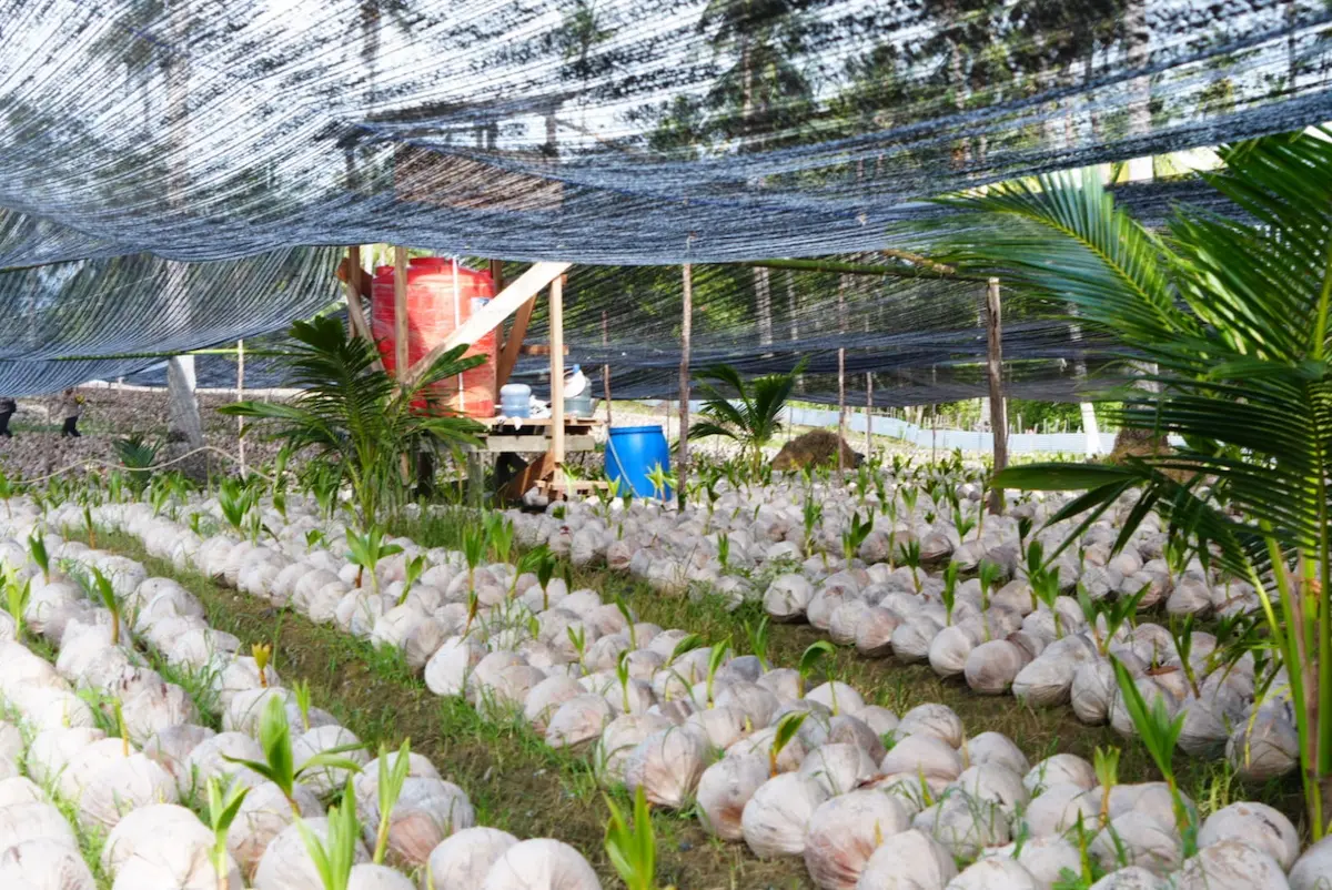 39.600 Bibit Kelapa Unggul Dikembangkan di Natuna