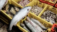 Wisatawan Mancing Asal Malaysia Mulai Berkurang ke Tanjungpinang, Lis Darmansyah Singgung Aturan Bawa Pulang Ikan