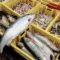 Wisatawan Mancing Asal Malaysia Mulai Berkurang ke Tanjungpinang, Lis Darmansyah Singgung Aturan Bawa Pulang Ikan