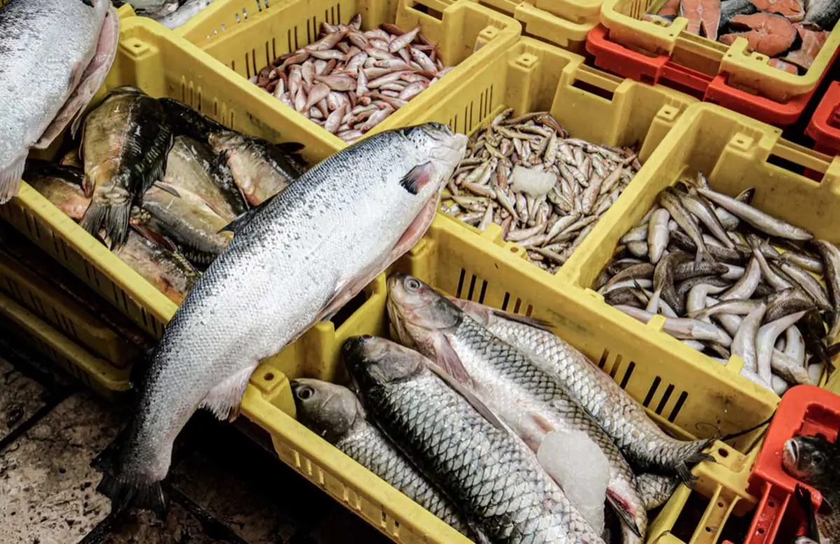 Wisatawan Mancing Asal Malaysia Mulai Berkurang ke Tanjungpinang, Lis Darmansyah Singgung Aturan Bawa Pulang Ikan